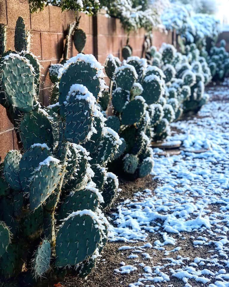 Snow in Sahuarita